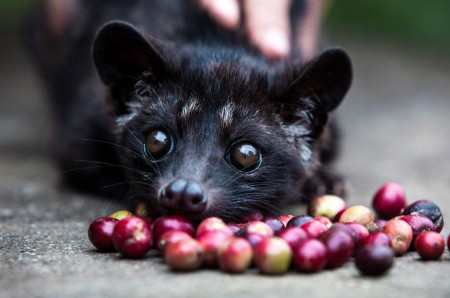 kopi luwak